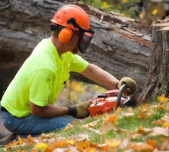 tree services Margate City